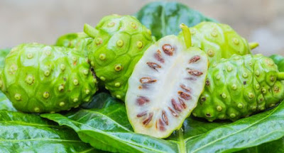 Noni a fruta proibida no Brasil Noni a fruta proibida no Brasil