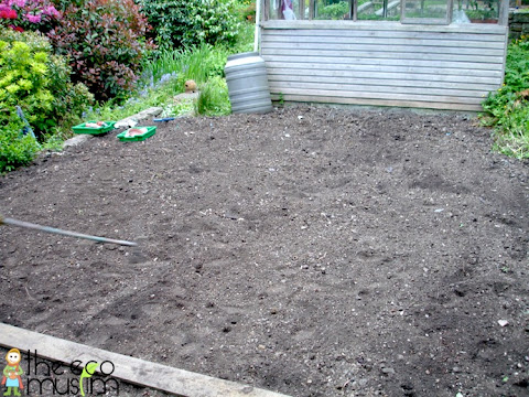 organic how to plant grow coriander herb garden british