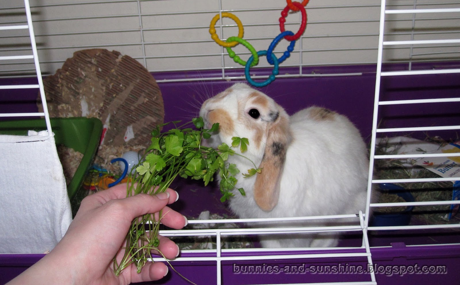 Bunnies and Sunshine Everybun does their part.