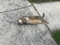 Wow! She let me pet her belly...without the Clench of Doom!