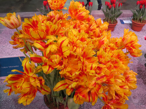 Philadelphia Flower Show 2019 - orange