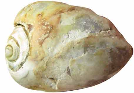 Heera Shankh Benefits - Dakshinavarti Heera Shankh | Hindu Blog