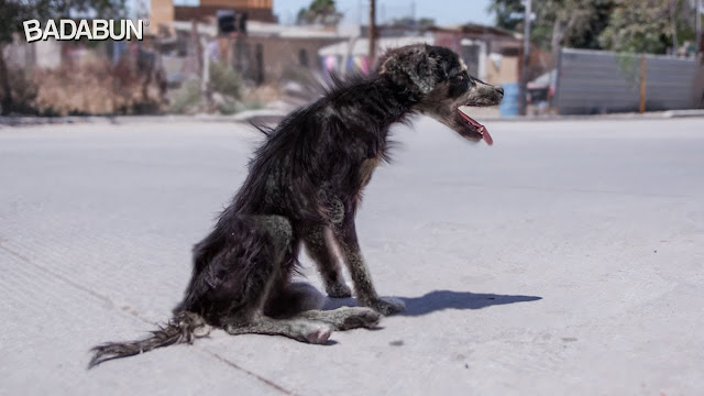 La Historia de Muñeca una perrita callejera que fue salvada.