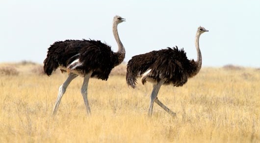 Amsaifu Yuk Mengenal Fakta Unik Burung Unta