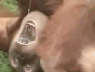 Bonobo bebendo urina