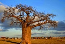 baobá gigante no norte da África do Sul