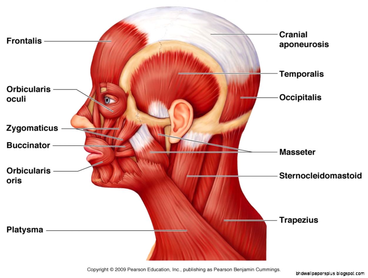 Define Muscular System