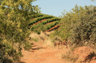 Walking Through A Vineyard In The Sierra Nevada