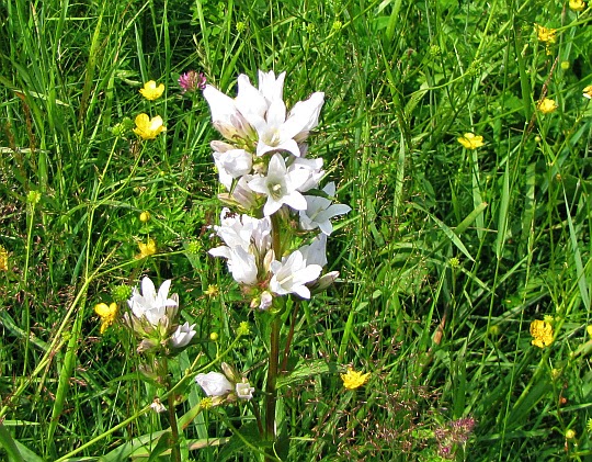 Dzwonek skupiony (Campanula glomerata L.) - odmiana biała