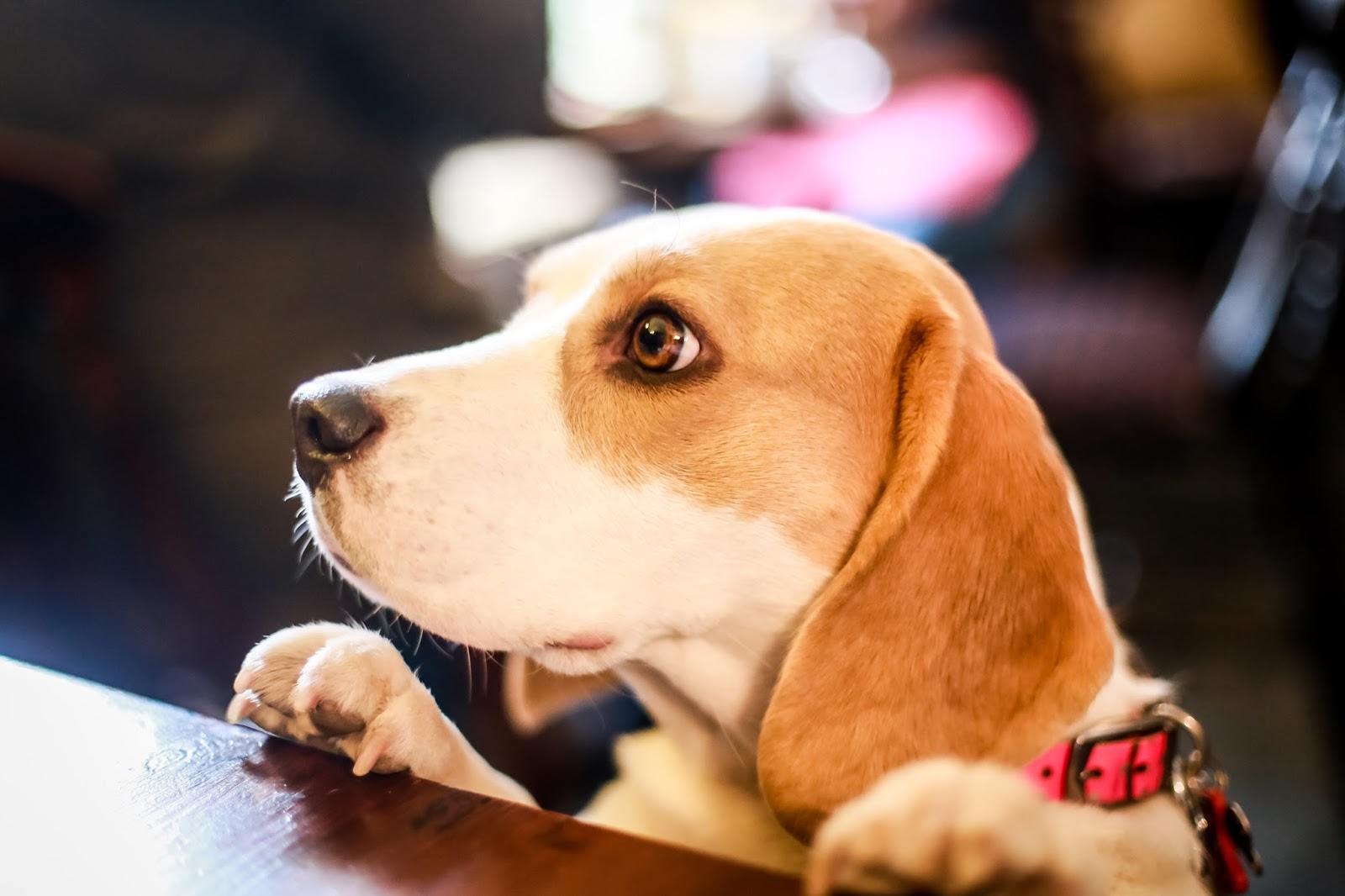 A day out to Fountains Abbey in Yorkshire Mandy Charlton