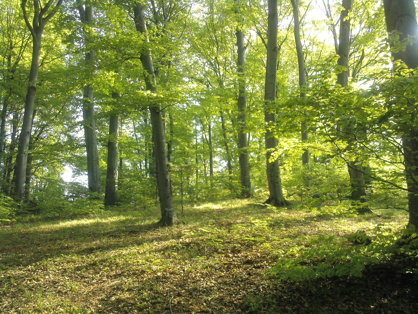 Turismul în România: P?durea Bogata
