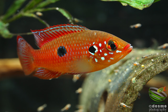 F1, Hemichromis lifalili