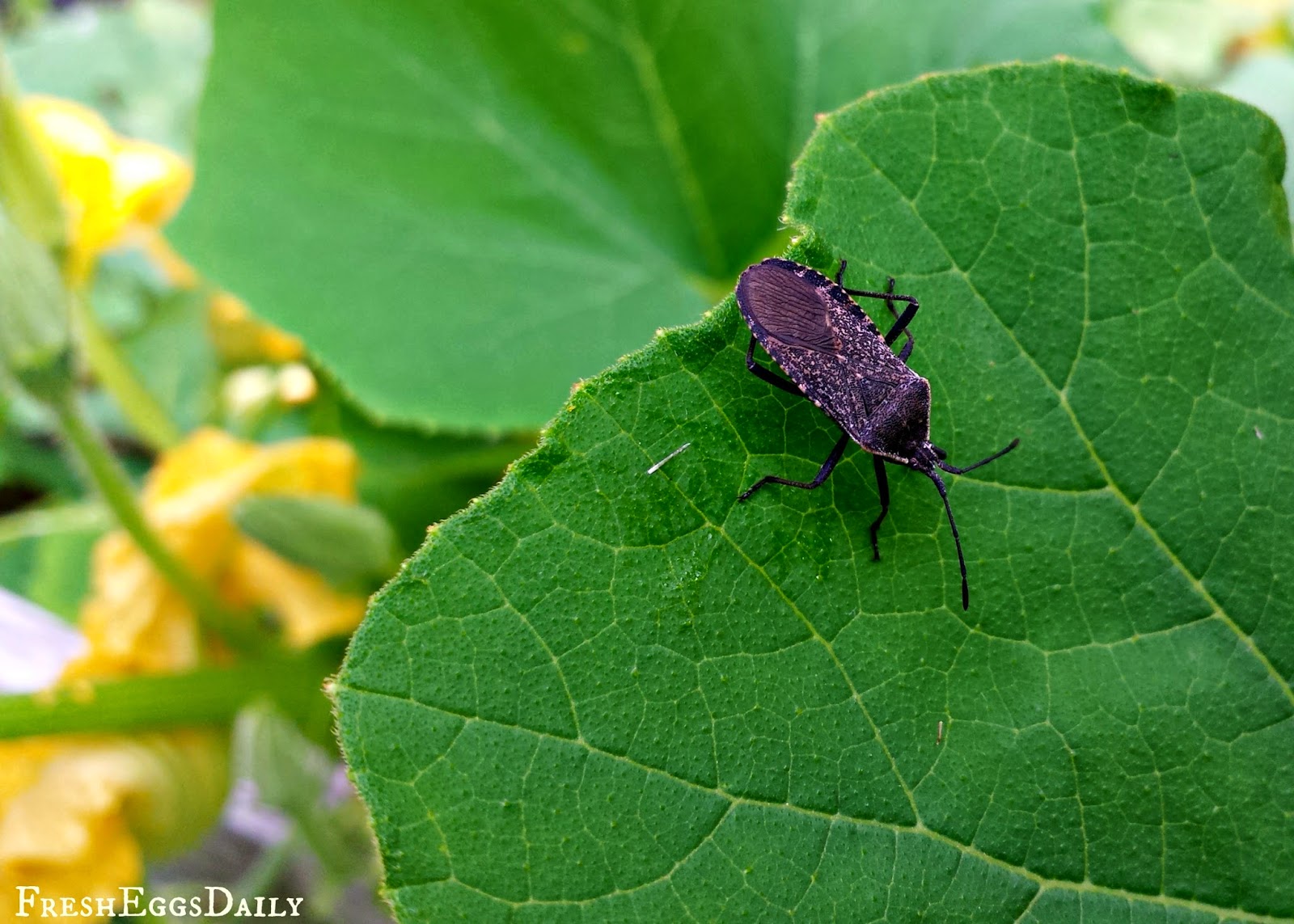 Good Bugs vs. Bad Bugs The Struggle between Good and Evil in the