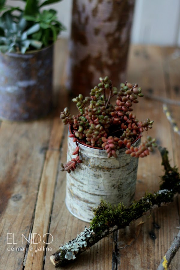 macetas de corteza de árbol