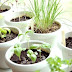 #Pinterest: Cria a tua Mini Horta em Casa!