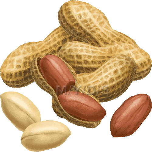free clipart images of nuts - photo #9