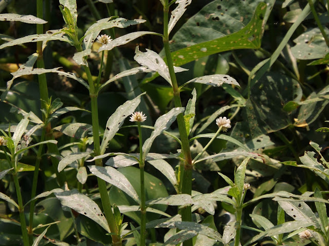 Jocees Farm Buddleia