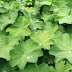 LEER SOBRE ESTA PLANTA Y NO TENDRÁ QUE IR AL GINECÓLOGO