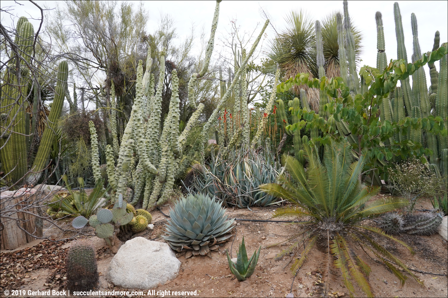 Bach's Cactus Nursery in Tucson on a chilly winter day