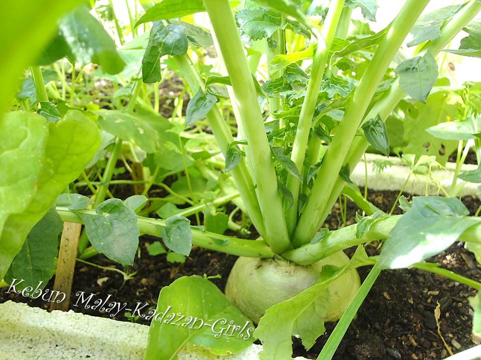 Kebun Bahagia Bersama Organik Heirloom 'Watermelon' Radish