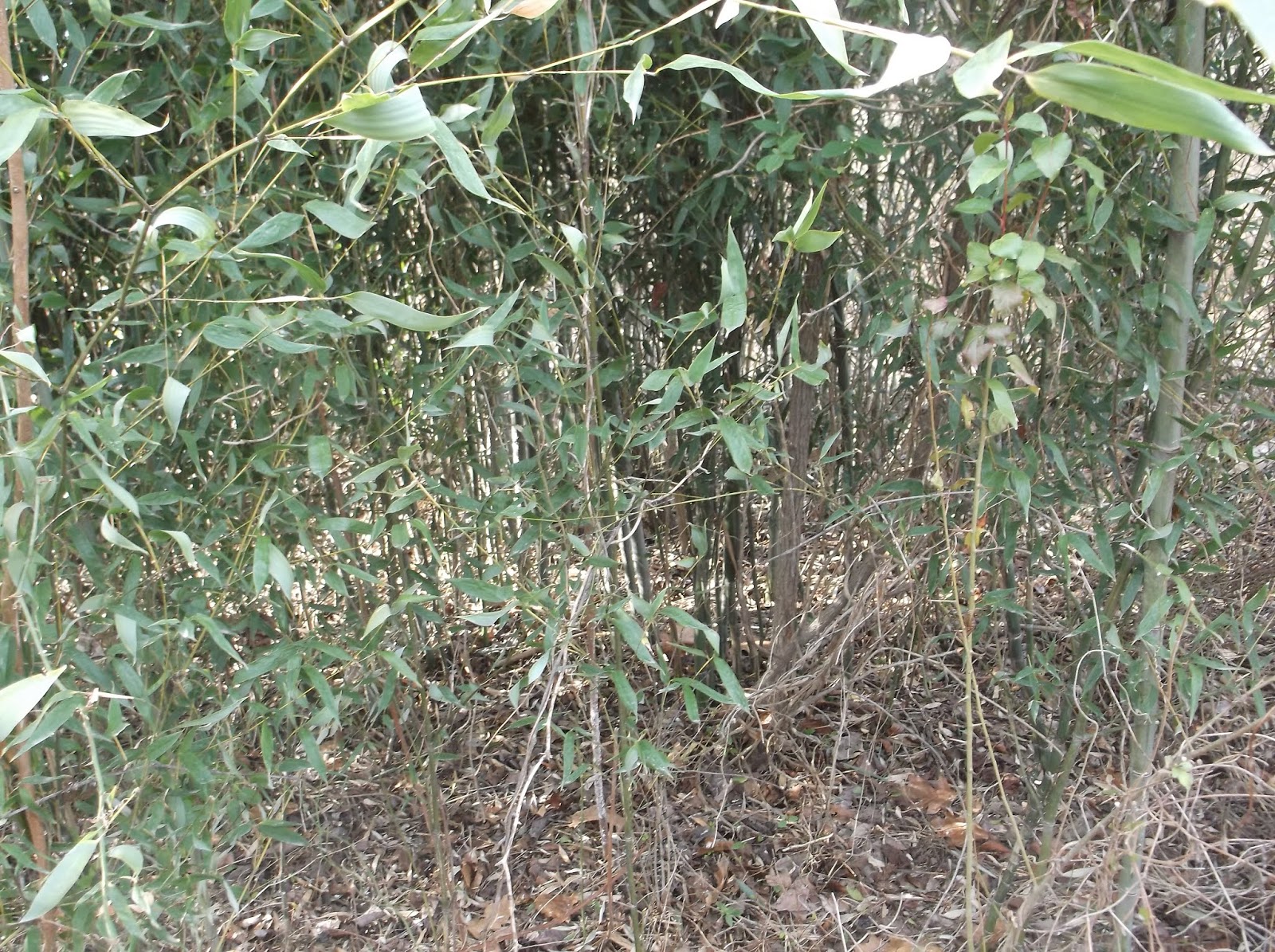 HareBrainFarms (starting over) BAMBOO FOR PRIVACY AND EROSION CONTROL