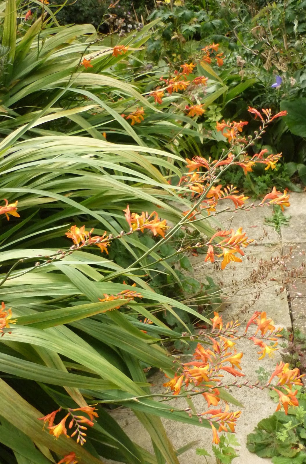 Maryom's Garden: September in the garden - flowers