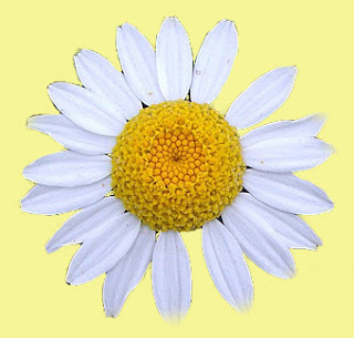 Aceite Esencial de Manzanilla ~ PRODUCTOS NATURALES ILUMINA