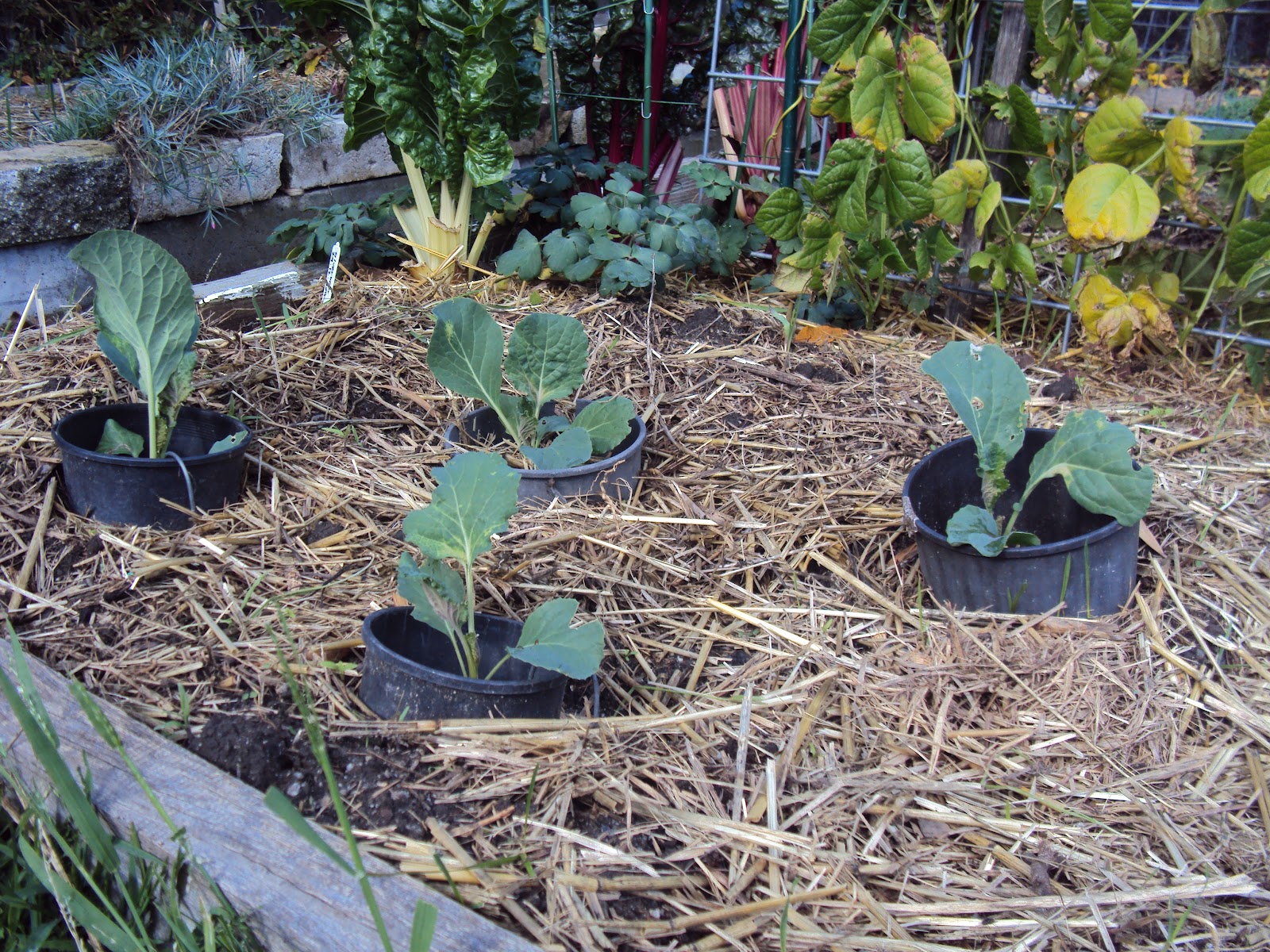 Dig In How to plant cabbages