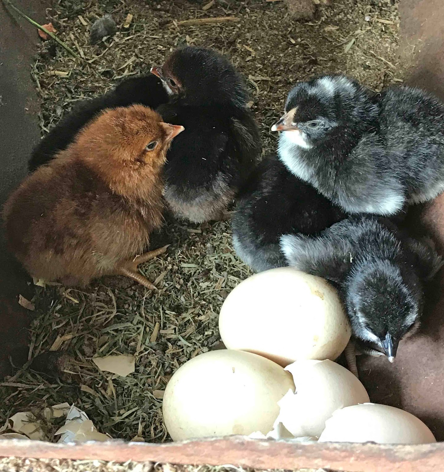 We have Chickens Diva Farm Days