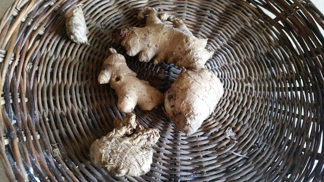Fresh ginger rhizomes in a rattan tray ready to prepare