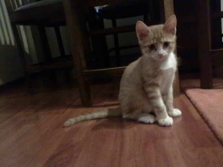 E = mc2 Kedilerin Gizemli Dünyası