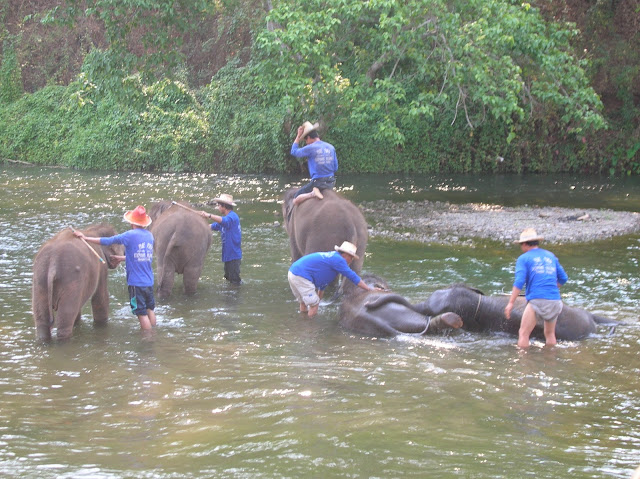 escursione in elefante thailandia chiang mai