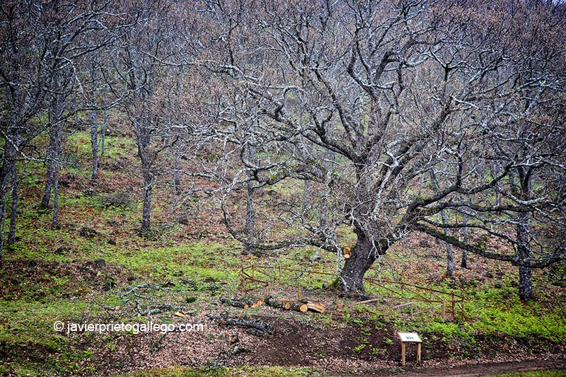 12/09/2007. Árbol Singular de La Solana. Roble de unos 300 años de edad. Localidad de Barrado. Valle del Jerte. Fiesta del Cerezo. Extremadura. España. © Javier Prieto Gallego