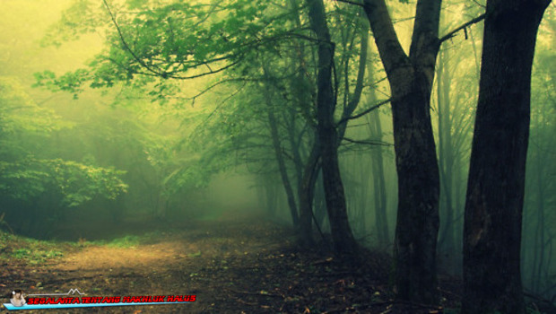 Hutan Hoia Baciu Wood - Rumania