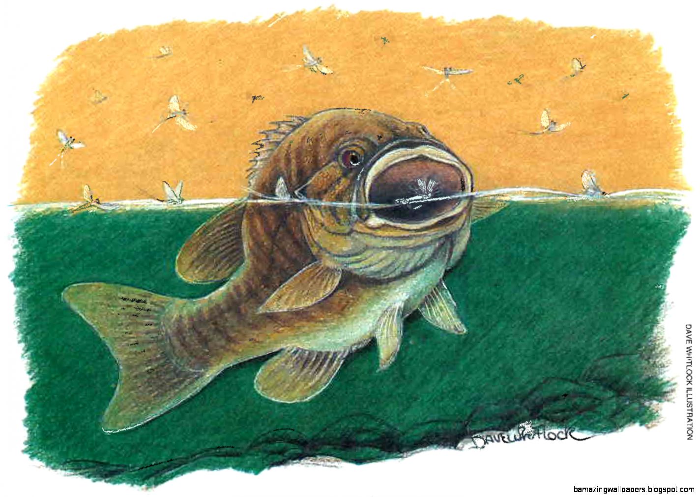 Smallmouth Bass Art | Amazing Wallpapers