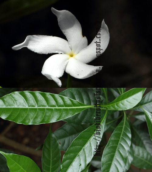 Biodiversity of Sri Lanka වතුසුද්ද/Sri Lanka Jasmine/GrapeJasmine/WathuSudhdha