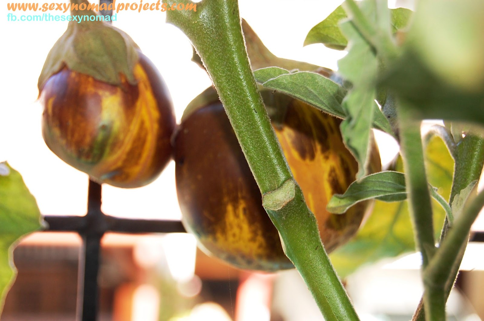 Sexy Nomad's Projects My Egglants are Turning Yellow