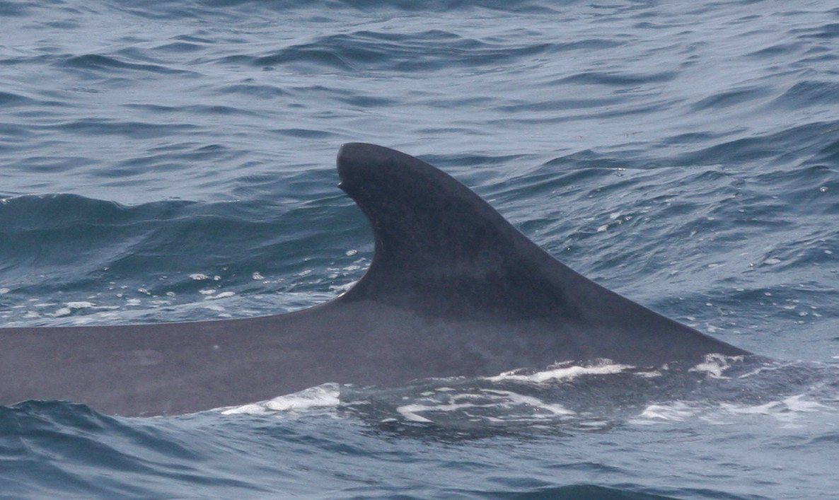 Blue Ocean Society's Whale Sightings August 20 Granite State
