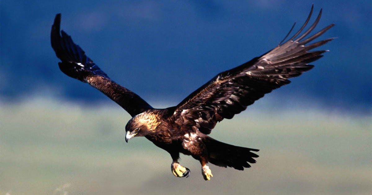 Mi familia y otros animales: Es un Águila Imperial Ibérica