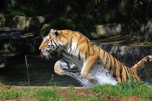 How Do Tigers Hunt Their Prey