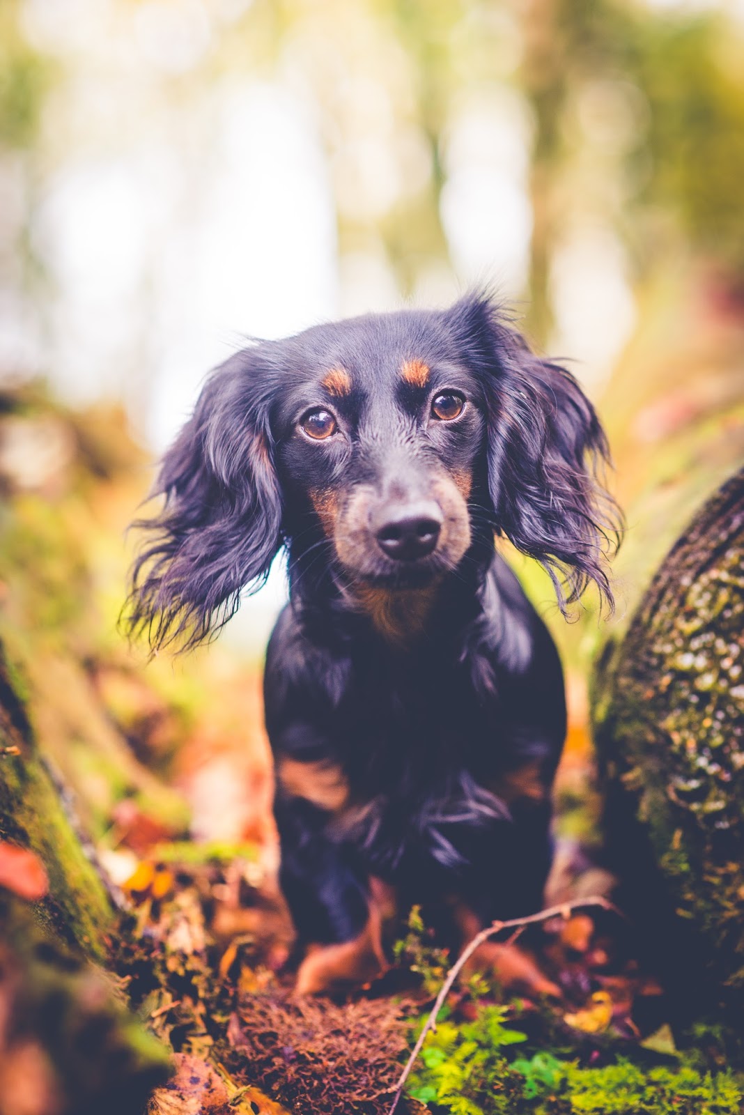 hetty dachshund puppy autumn liquid grain liquidgrain blog 