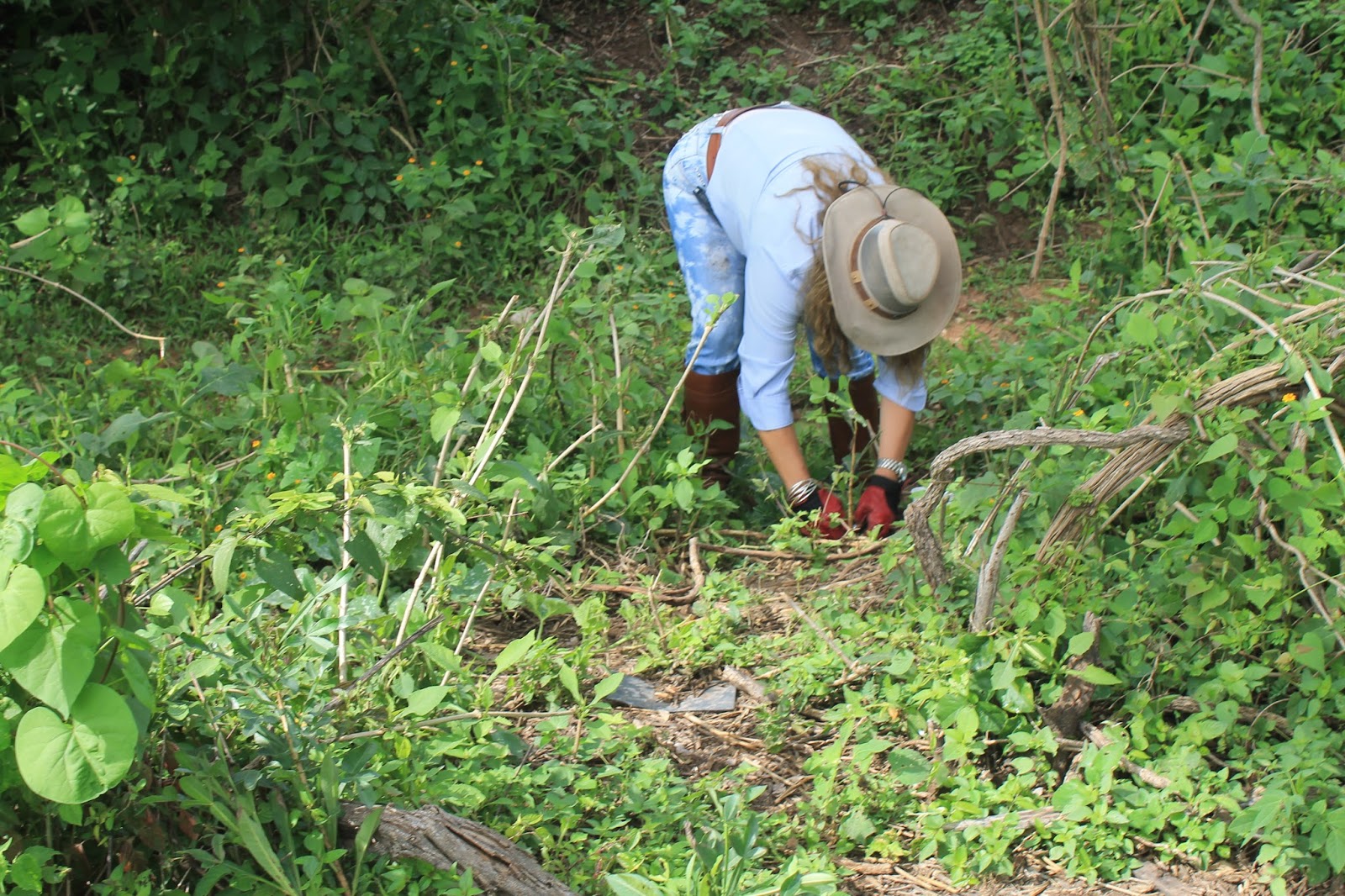DESARROLLO SUSTENTABLE Restauración en la Reserva Estatal Las Estacas
