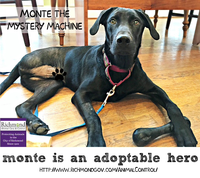 Black dog with three legs lying on wood floor with caption Monte is an adoptable hero and shelter URL