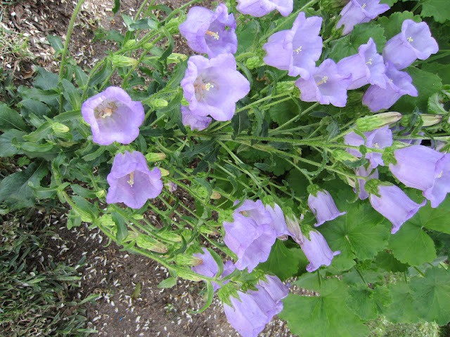 horta-porta-campanula-medium-camp-nula-campainha-flor-de-sino