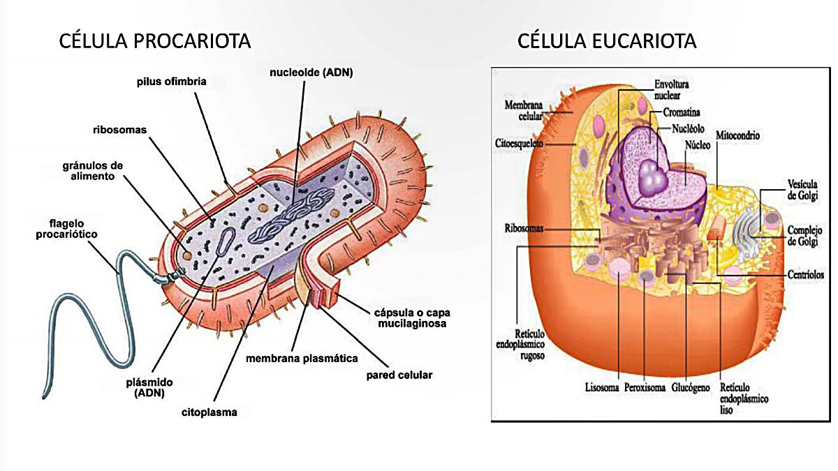 célula procarionte y eucarionte