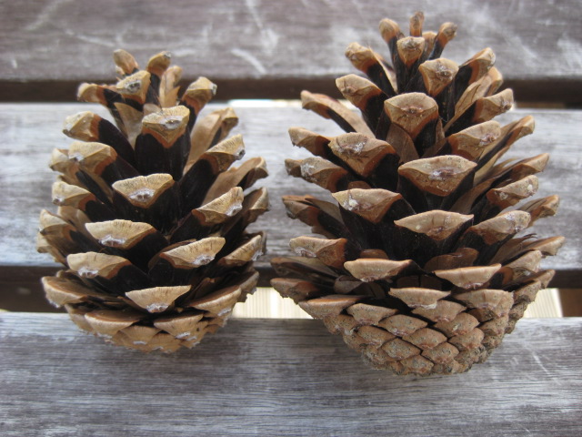 Maman....je sais pas quoi faire ! ! ! : L'experience de la pigne de pin