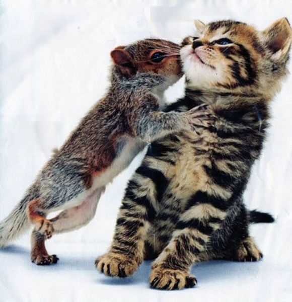 Esquilo beijando um gatinho