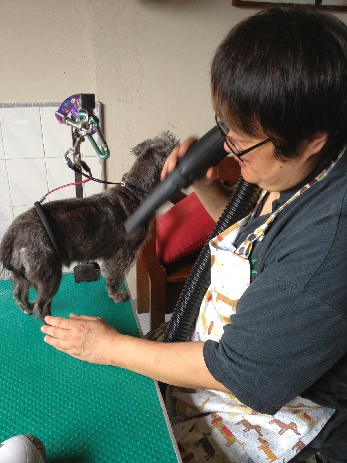 House call / Mobile Dog Grooming at your home / Personalized Pet