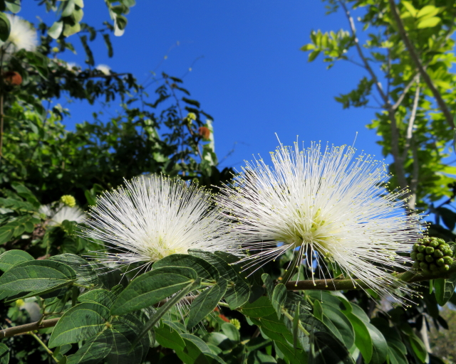 My Nice Garden Blue Butterfly Flower Clerodendrum Ugandense
