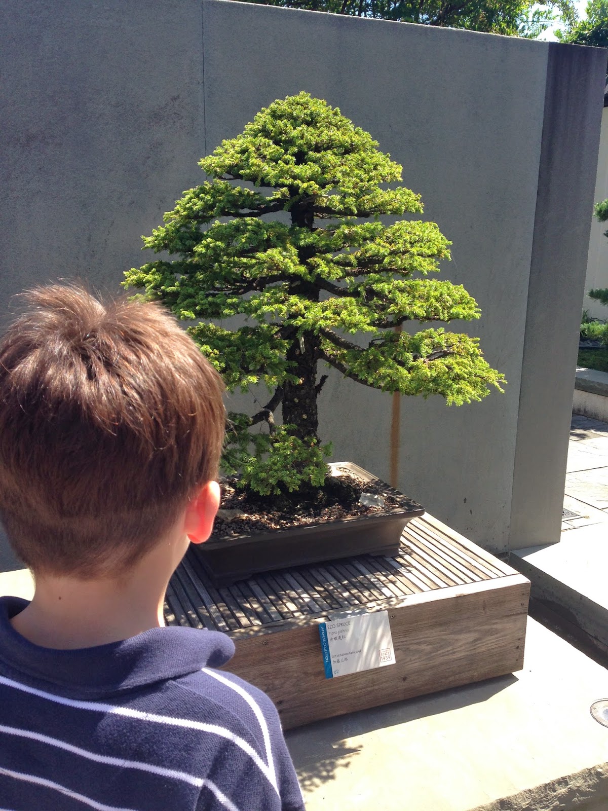 Zoom Times Gigantic Tiny Trees